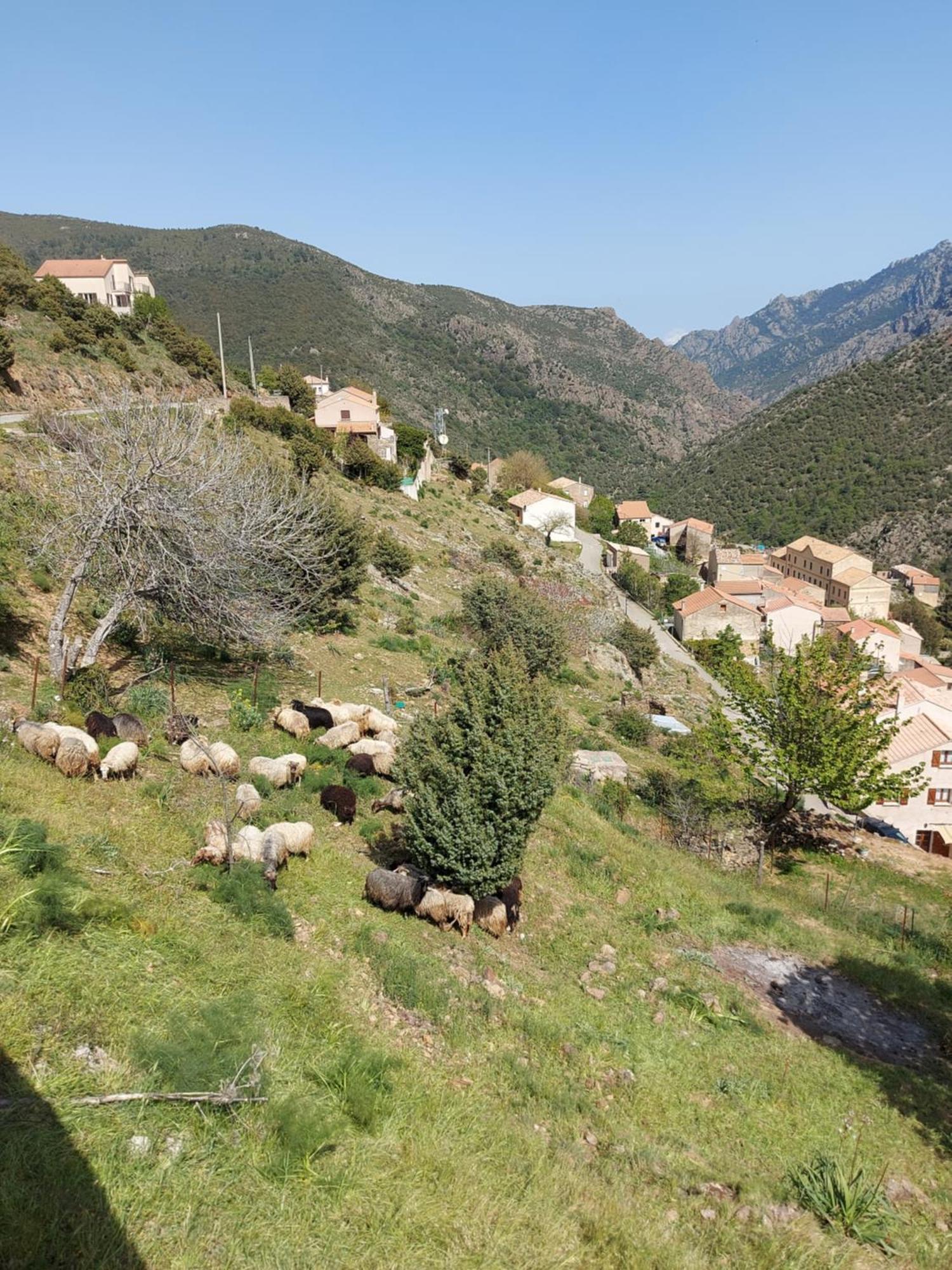 Residence E Cime Asco Locations De Studios Meubles Εξωτερικό φωτογραφία